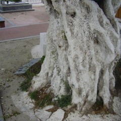 L'arbre séculaire