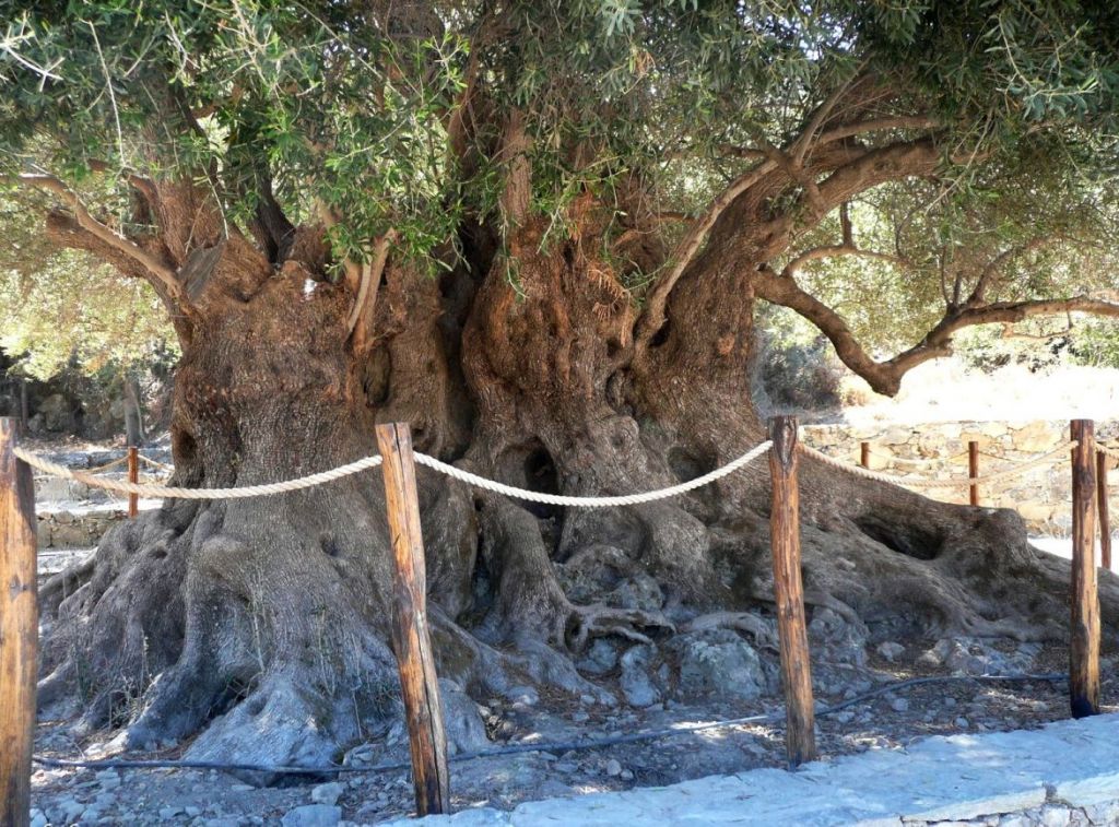 Le village de Kavousi est construit au pied de deux imposantes montagnes et est l'un des villages les plus intéressants de la région d'Ierapetra.